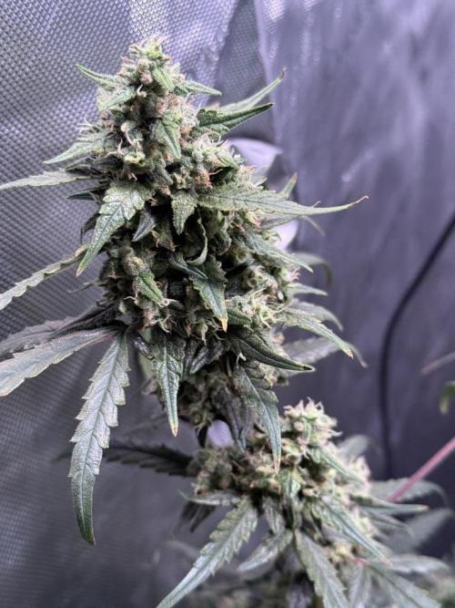 Jack Herer Auto. Week 11 - Day 72-Before 1st Cut