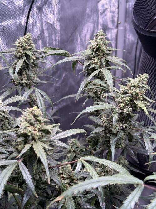 Jack Herer Auto. Week 11 - Day 72-Before 1st Cut