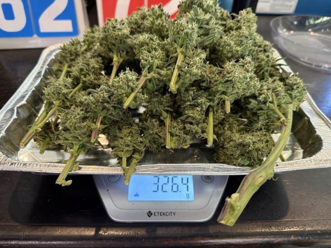 Jack Herer Auto. Week 11 - 1st Cut-Tops