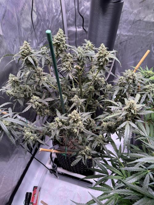 Jack Herer Auto. Week 11 - Day 73-After Cut #1
