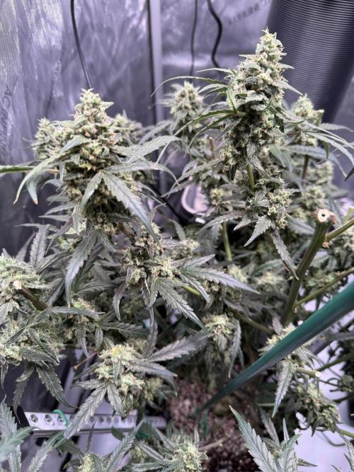 Jack Herer Auto. Week 11 - Day 73-After Cut #1