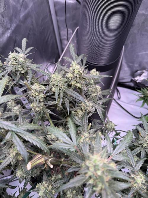 Jack Herer Auto. Week 11 - Day 73-After Cut #1