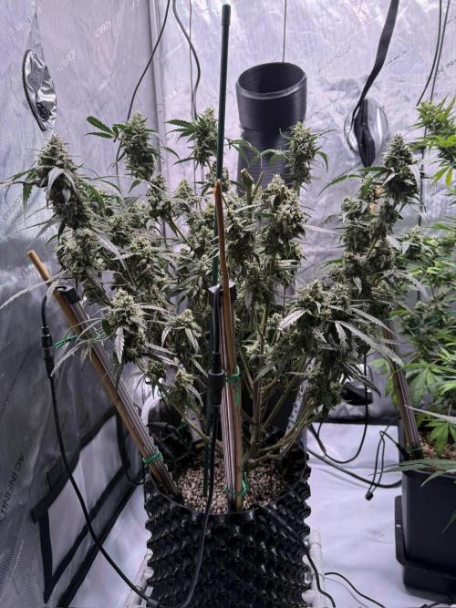 Jack Herer Auto. Week 11 - Day 73-After Cut #1