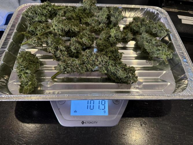 Jack Herer Auto. Week 11 - Day 73-Cut #2