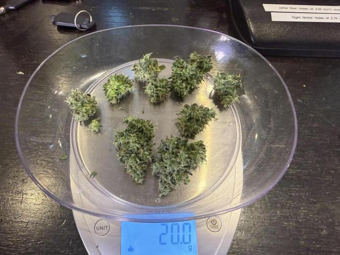 Jack Herer Auto. Week 11 - Day 73-Cut #2