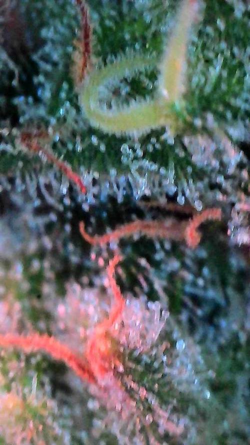 Jack Herer Auto. Week 11 - Day 73-trichomes