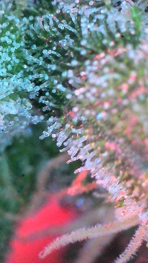 Jack Herer Auto. Week 11 - Day 73-trichomes