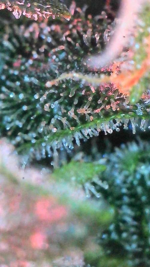 Jack Herer Auto. Week 11 - Day 73-trichomes