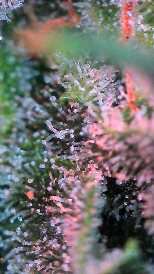 Jack Herer Auto. Week 11 - Day 73-trichomes