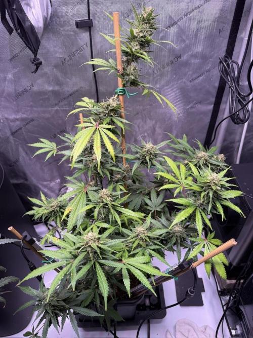 Bruce Banner 3- Autopot v Airpots. Week 9 - BB1-Day 61
