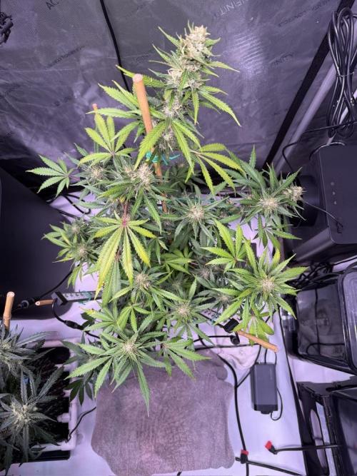 Bruce Banner 3- Autopot v Airpots. Week 9 - BB1-Day 61
