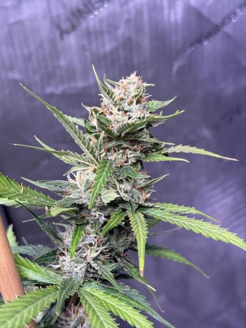Bruce Banner 3- Autopot v Airpots. Week 9 - BB1-Day 61
