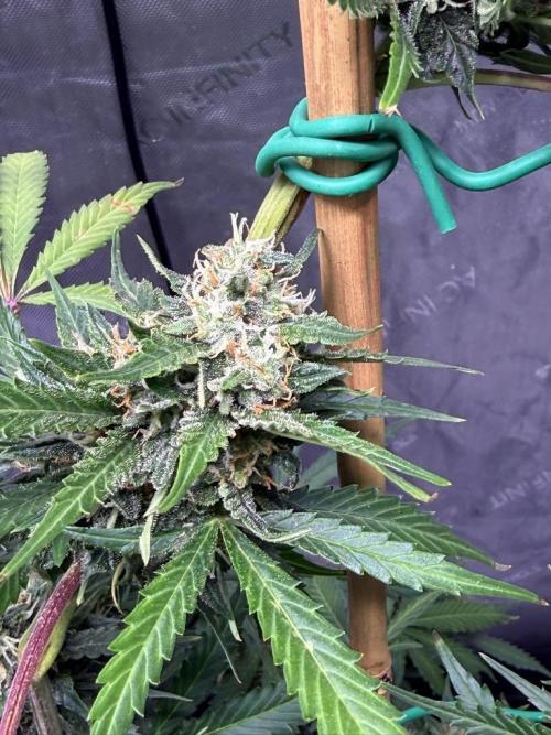 Bruce Banner 3- Autopot v Airpots. Week 9 - BB1-Day 61
