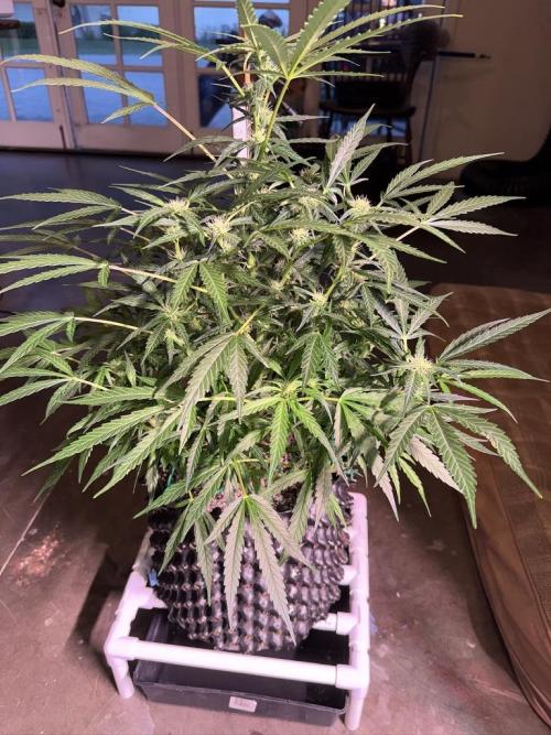 Bruce Banner 3- Autopot v Airpots. Week 9 - BB2-Day 61
