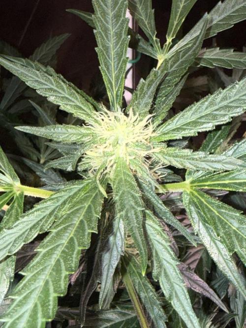 Bruce Banner 3- Autopot v Airpots. Week 9 - BB2-Day 61
