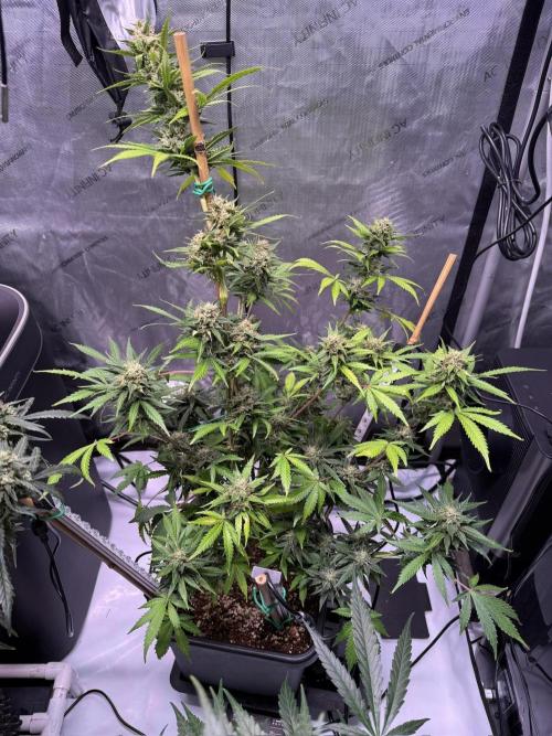 Bruce Banner 3- Autopot v Airpots. Week 9 - BB1-Day 63
