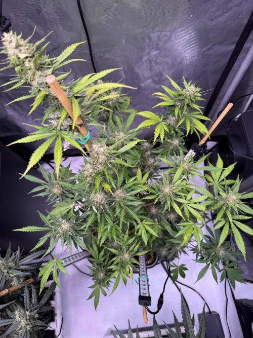 Bruce Banner 3- Autopot v Airpots. Week 9 - BB1-Day 63
