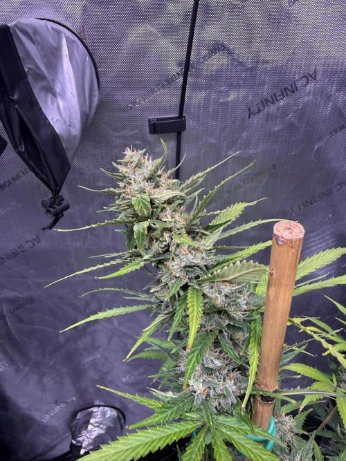 Bruce Banner 3- Autopot v Airpots. Week 9 - BB1-Day 63
