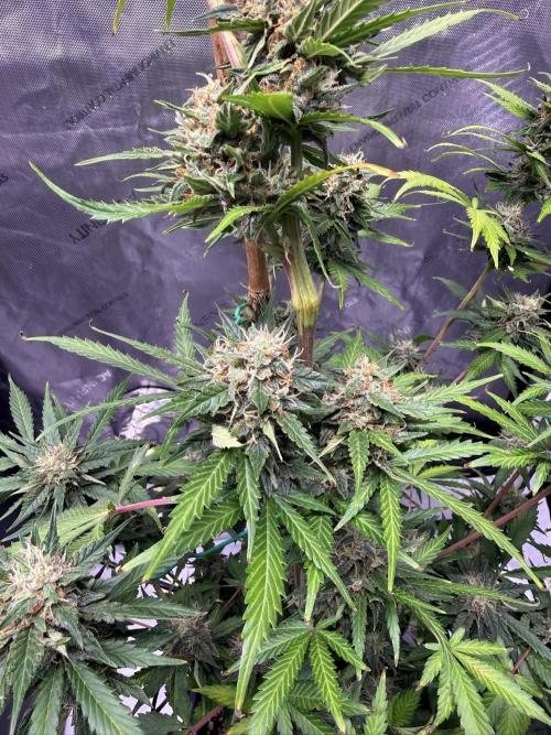 Bruce Banner 3- Autopot v Airpots. Week 9 - BB1-Day 63
