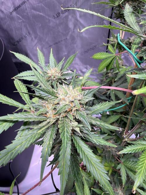 Bruce Banner 3- Autopot v Airpots. Week 9 - BB1-Day 63
