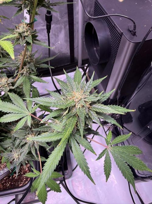 Bruce Banner 3- Autopot v Airpots. Week 9 - BB1-Day 63

