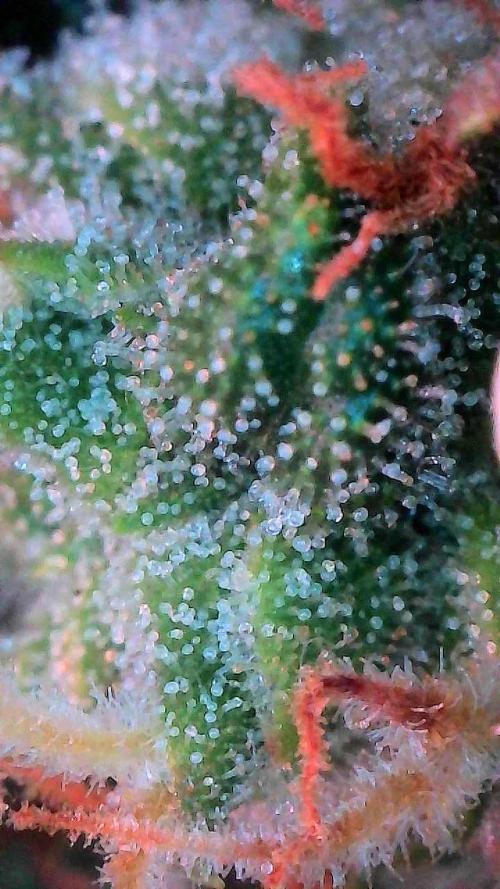 Bruce Banner 3- Autopot v Airpots. Week 9 - BB1-Day 63
