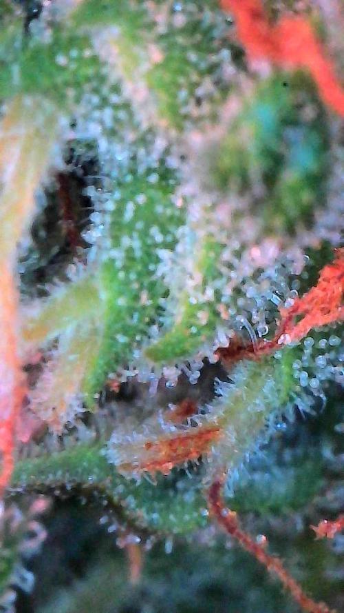 Bruce Banner 3- Autopot v Airpots. Week 9 - BB1-Day 63
