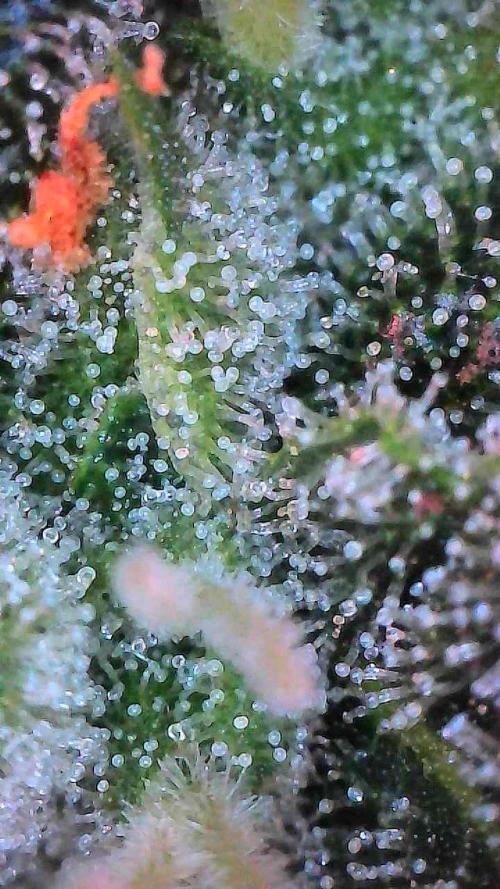 Bruce Banner 3- Autopot v Airpots. Week 9 - BB1-Day 63
