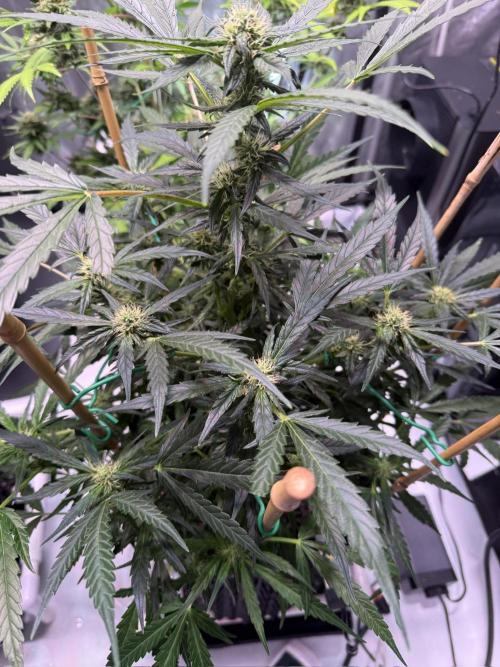 Bruce Banner 3- Autopot v Airpots. Week 9 - BB2-Day 63

