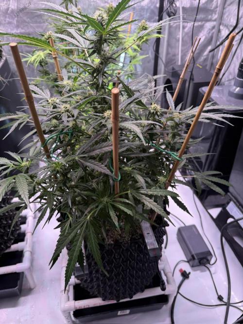 Bruce Banner 3- Autopot v Airpots. Week 9 - BB2-Day 63
