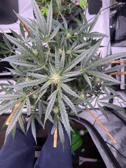 Bruce Banner 3- Autopot v Airpots. Week 9 - BB2-Day 63
