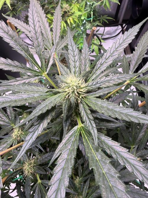 Bruce Banner 3- Autopot v Airpots. Week 9 - BB2-Day 63
