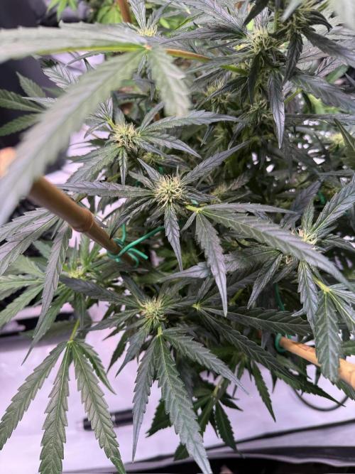 Bruce Banner 3- Autopot v Airpots. Week 9 - BB2-Day 63

