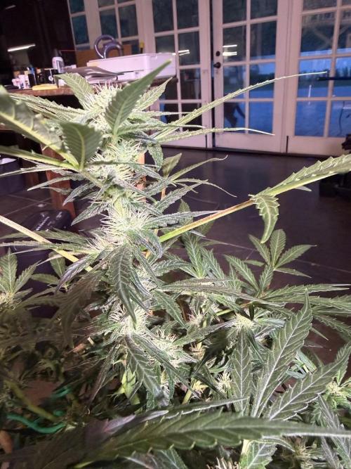 Bruce Banner 3- Autopot v Airpots. Week 10 - BB2-Day 64