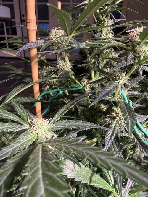 Bruce Banner 3- Autopot v Airpots. Week 10 - BB2-Day 64