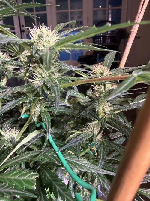 Bruce Banner 3- Autopot v Airpots. Week 10 - BB2-Day 64