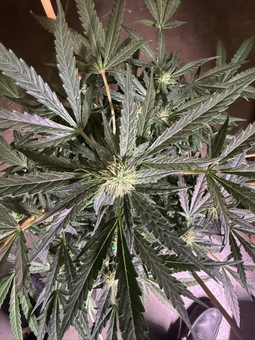 Bruce Banner 3- Autopot v Airpots. Week 10 - BB2-Day 64
