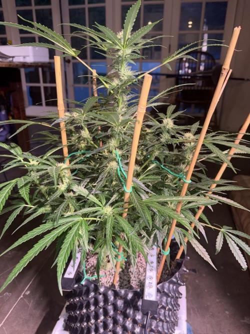 Bruce Banner 3- Autopot v Airpots. Week 10 - BB2-Day 64