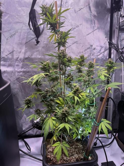 Bruce Banner 3- Autopot v Airpots. Week 10 - BB1-Day 64