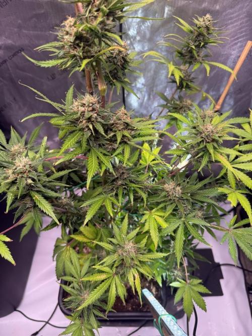 Bruce Banner 3- Autopot v Airpots. Week 10 - BB1-Day 64