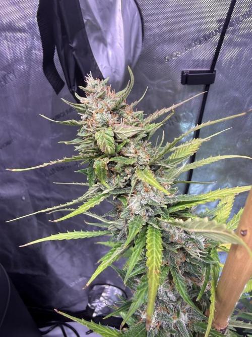 Bruce Banner 3- Autopot v Airpots. Week 10 - BB1-Day 64