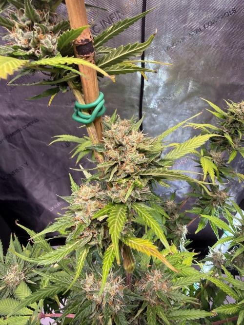 Bruce Banner 3- Autopot v Airpots. Week 10 - BB1-Day 64