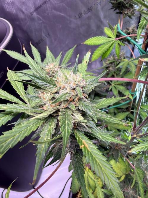 Bruce Banner 3- Autopot v Airpots. Week 10 - BB1-Day 64