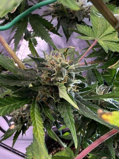 Bruce Banner 3- Autopot v Airpots. Week 10 - BB1-Day 64