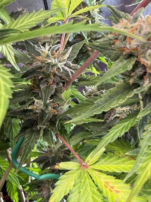 Bruce Banner 3- Autopot v Airpots. Week 10 - BB1-Day 64