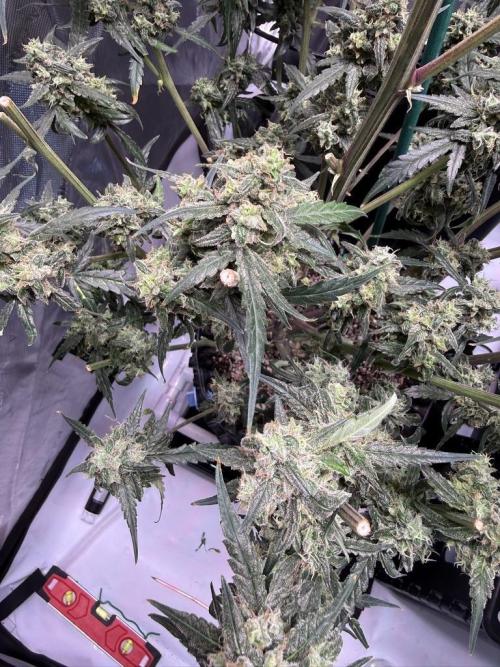 Jack Herer Auto. Week 11 - Day 75