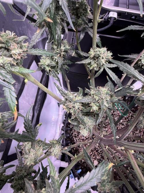 Jack Herer Auto. Week 11 - Day 75