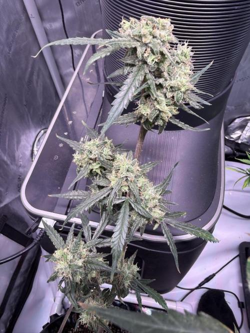 Jack Herer Auto. Week 11 - Day 75