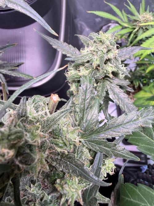 Jack Herer Auto. Week 11 - Day 75
