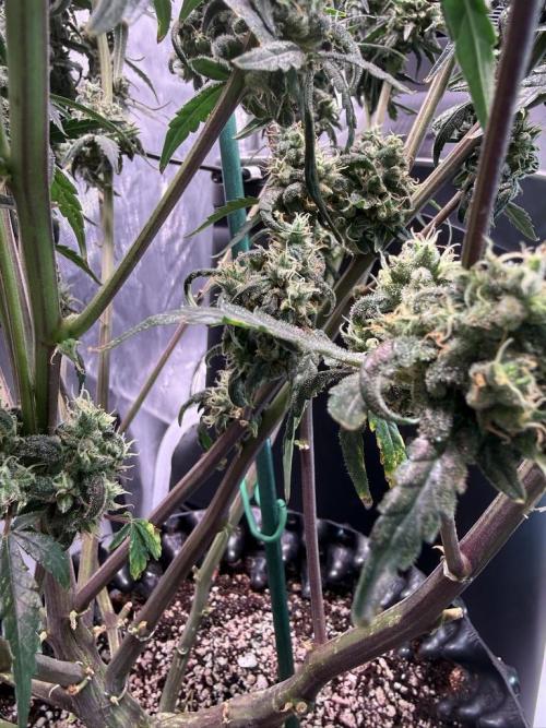 Jack Herer Auto. Week 11 - Day 75